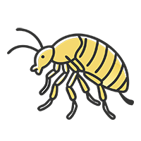 Уничтожение блох